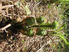20110517-141809.jpg