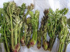 20110517-142225.jpg