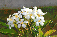 20110708-184212.gif