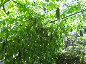 20110717-203052.jpg