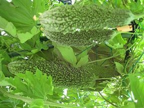 20110717-203059.jpg