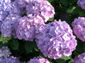 20120619-204427.jpg