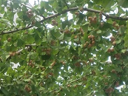 20121010-210707.jpg