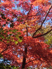 20121111-144637.jpg