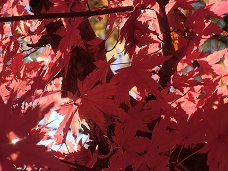 20121111-144645.jpg