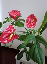 20130529-153753.jpg