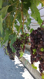 20130816-175855.jpg