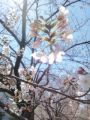 お花見