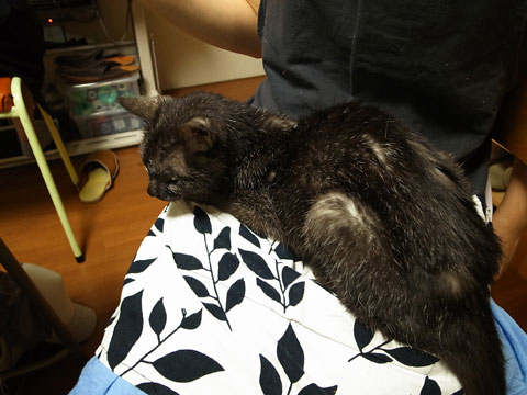 猫王様2