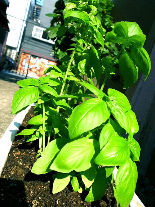 バジル4