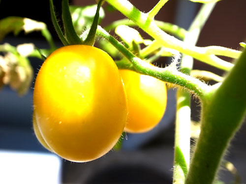 黄色トマト2