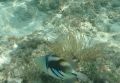 海の中魚