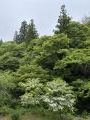山法師