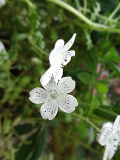 白い花.