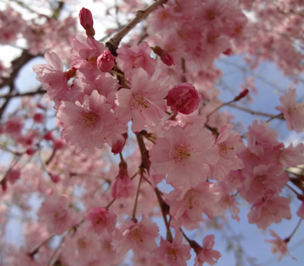 さくら