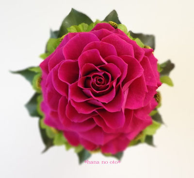 hahanohi_2014-04-25-17-28-46.jpg