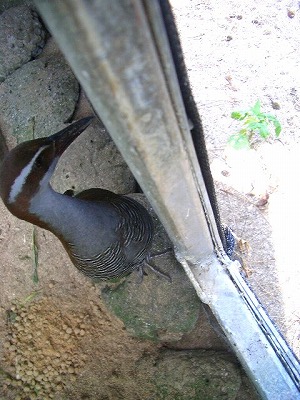 外が気になるパン君