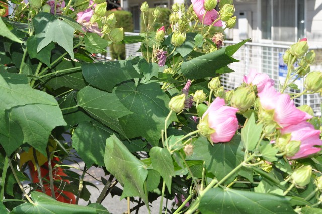 20130805-140758.jpg