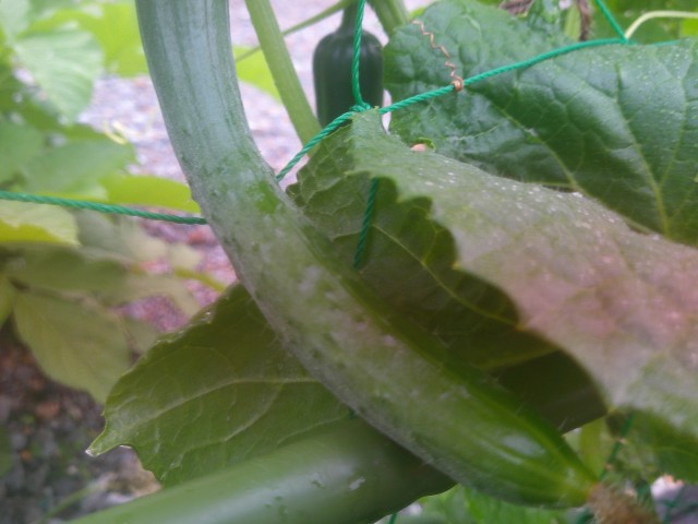 DSCF0013.jpg