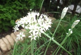 ニラの花