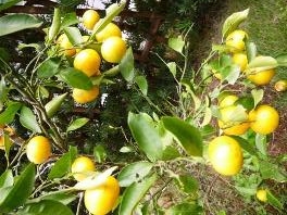 みかんの樹①