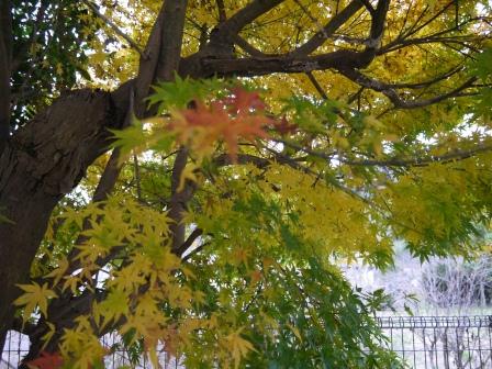 遅い紅葉①