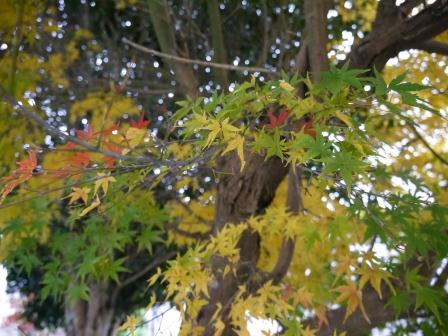 遅い紅葉②