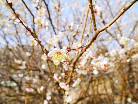 桜①