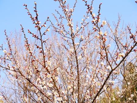 桜③