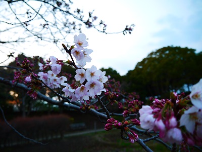 桜③