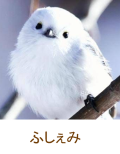 ふしぇみ