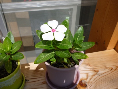20130305-130532.jpg