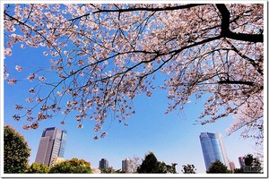 青山霊園・桜