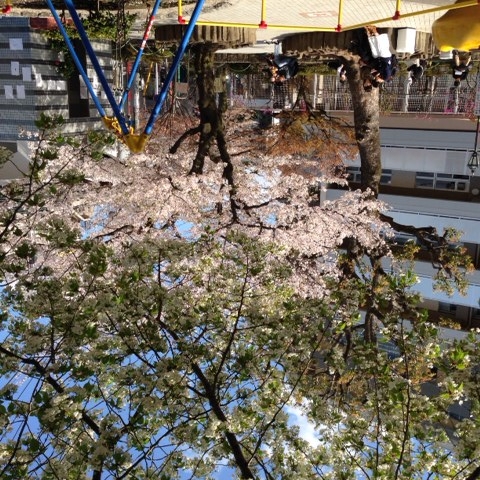 sakura_2014-04-07-17-11-21.jpg