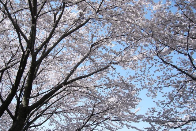 sakura_image_omoide.jpg