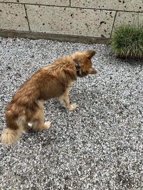 ヨッシー