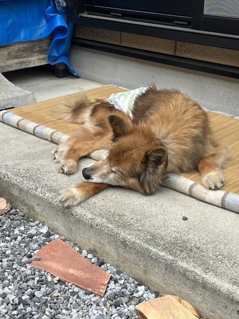 ヨッシー
