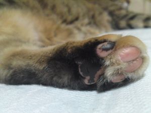 にゃうにゃう実家にゃう