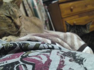 おはようございます