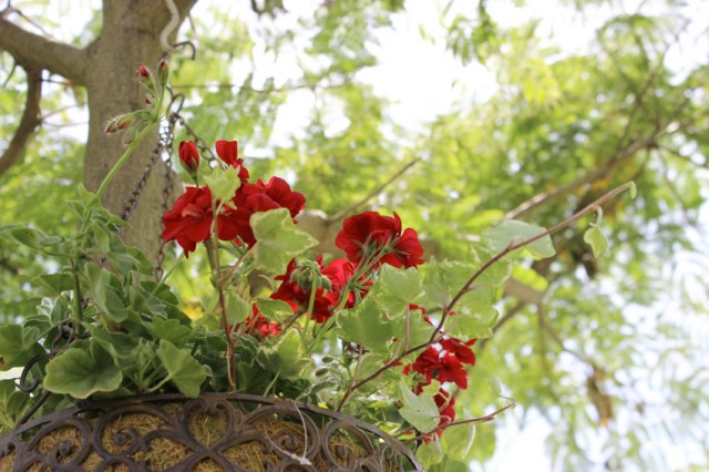 soyosoyo2_2015-05-23-00-22-50.jpg
