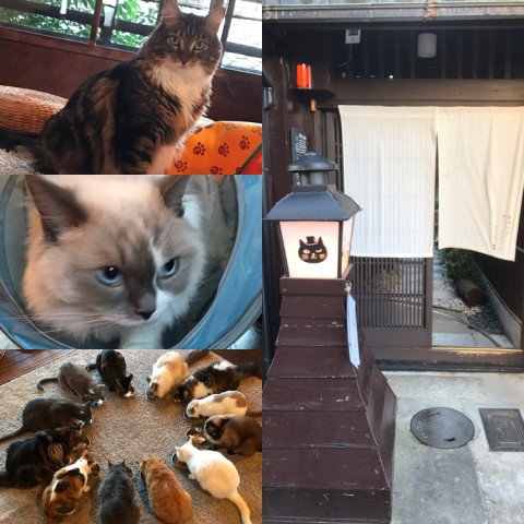 猫カフェ