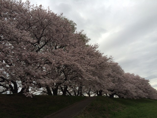 桜1