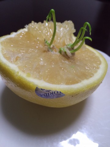 グレープフルーツ